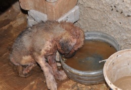 Köpeklerin saldırdığı yavru köpek, hastaneye kaldırıldı