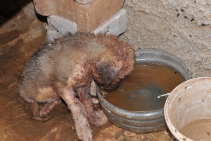 Köpeklerin saldırdığı yavru köpek, hastaneye kaldırıldı