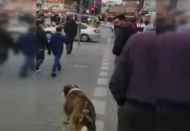 Köpekten insanlara trafik ışığı dersi kamerada