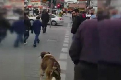 Köpekten insanlara trafik ışığı dersi kamerada