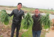Korana virüste sarımsak müjdesi