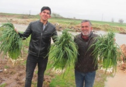 Korana virüste sarımsak müjdesi