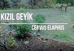 Koronavirüs ile ormanlar yaban hayvanlarına kaldı