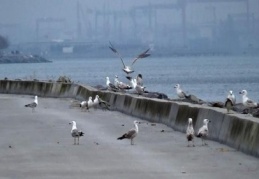 Korona virüs nedeniyle sahiller martılara kaldı