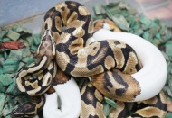 Korona virüs taramasında yılan paniği