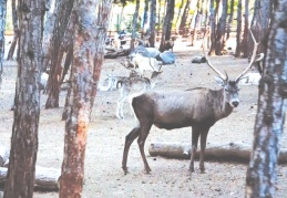 Koronalı günlerin stresini safari ile atıyorlar
