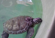 Koronavirüs onlara yaradı