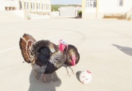 Koronavirüs sessizliğinde hindilerin futbol yeteneği ortaya çıktı