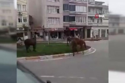 Koronayı fırsat bilen atlar sokağa indi
