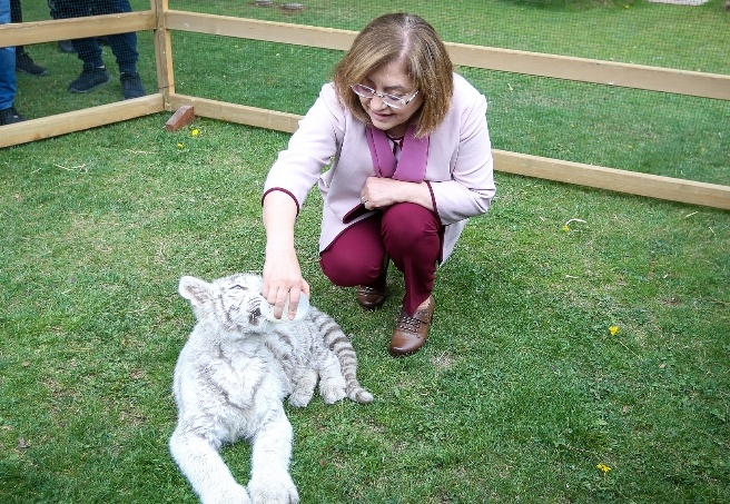 Koruma altına alınan albino Bengal Kaplanı'nın yavrusu oldu