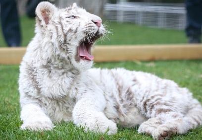 Koruma altına alınan albino Bengal Kaplanı'nın yavrusu oldu