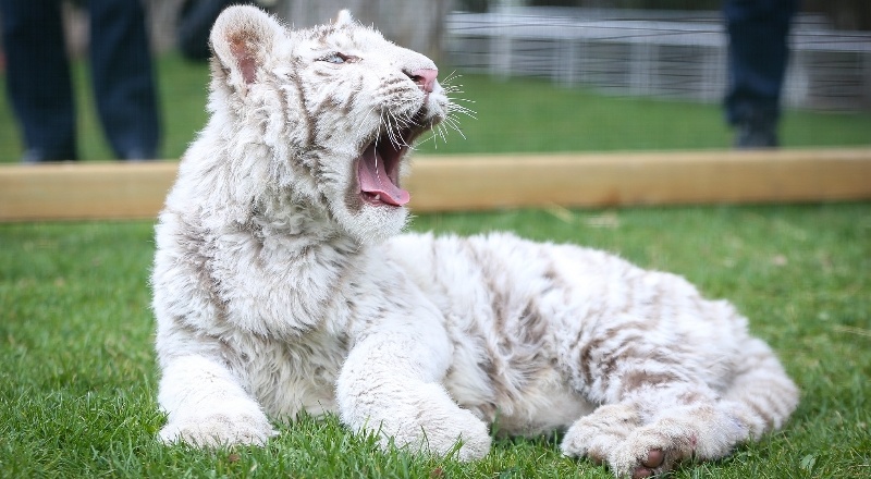Koruma altına alınan albino Bengal Kaplanı'nın yavrusu oldu