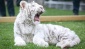 Koruma altına alınan albino Bengal Kaplanı'nın yavrusu oldu