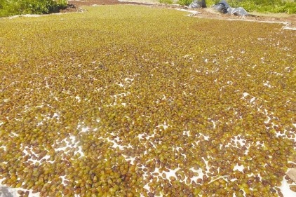 Köylerde bağbozumu telaşı