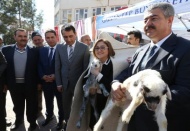 Koyun besicilerine yem dağıtıldı