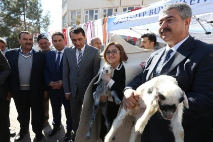 Koyun besicilerine yem dağıtıldı