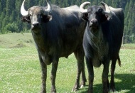 Koyun ve manda bakanlığın koruması altında