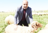 Koyun Yetiştiricileri Birliği Başkanı Türkmen: Thodex’teki tosuna değil ahırlardaki tosunlara bakın