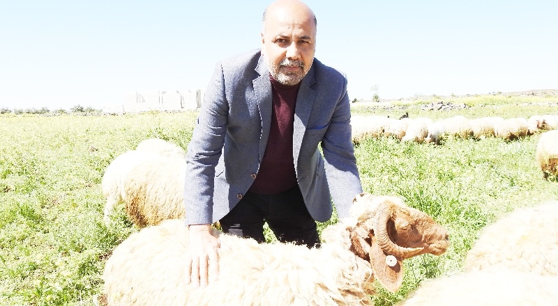 Koyun Yetiştiricileri Birliği Başkanı Türkmen: Thodex’teki tosuna değil ahırlardaki tosunlara bakın