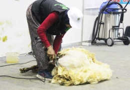 “Koyun yünü işlenirse katma değeri artıyor”