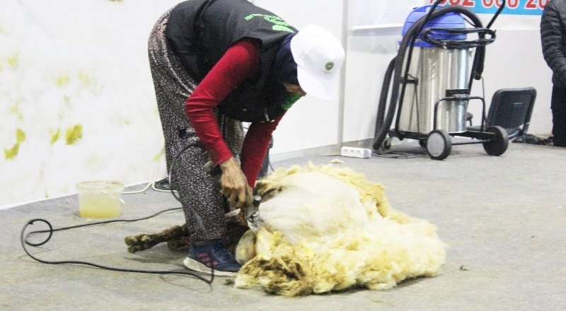 “Koyun yünü işlenirse katma değeri artıyor”