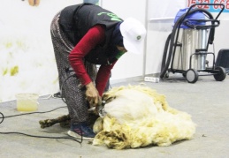 “Koyun yünü işlenirse katma değeri artıyor”