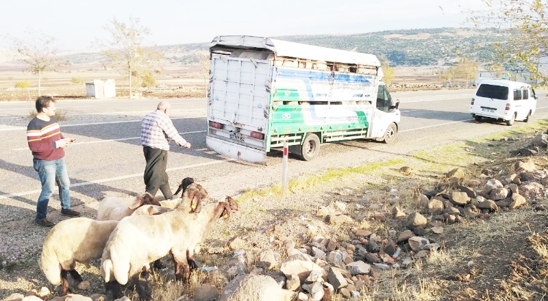 Koyunlar firar etti