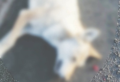 Koyunları telef eden kurda araba çarptı