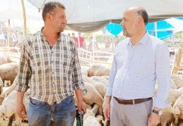 Küçükbaş hayvan üreticileri can çekişiyor