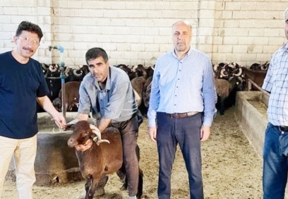 Küçükbaş hayvancılık işletmeleri üreterek zarar ediyor, batıyor