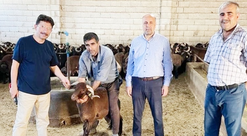 Küçükbaş hayvancılık işletmeleri üreterek zarar ediyor, batıyor