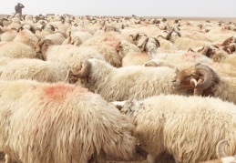 Küçükbaş hayvancılıkta sürüyü koç ve teke meydana getirir