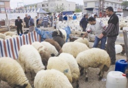 Küçükbaş kurbanlıklar 400-550 lira arasında satılıyor