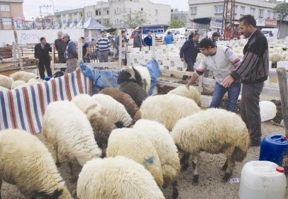 Küçükbaş kurbanlıklar 400-550 lira arasında satılıyor