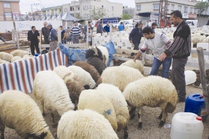 Küçükbaş kurbanlıklar 400-550 lira arasında satılıyor