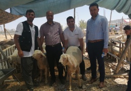 Küçükbaş kurbanlıklar üreticinin elinde kaldı