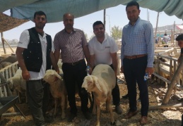 Küçükbaş kurbanlıklar üreticinin elinde kaldı