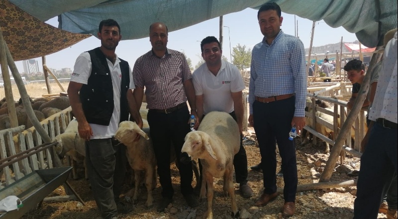 Küçükbaş kurbanlıklar üreticinin elinde kaldı