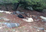 Kulak küpeleri kesilmiş 6 köpek zehirlendi