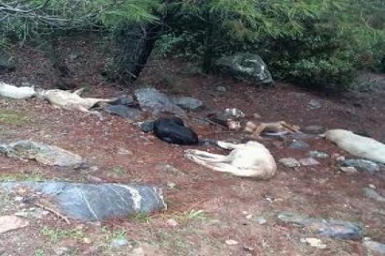 Kulak küpeleri kesilmiş 6 köpek zehirlendi