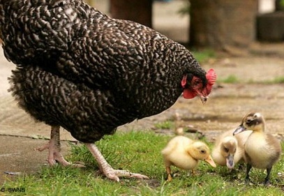 Kümes hayvancılığı üretimi arttı