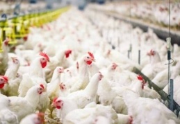 Kümes hayvancılığı üretimi, şubatta azaldı