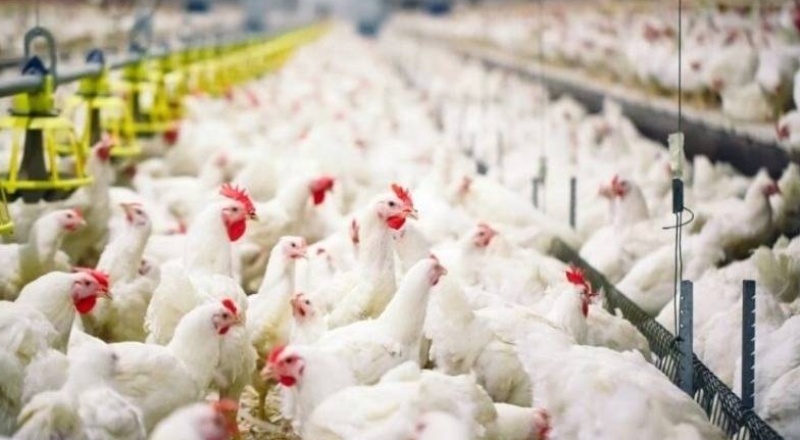 Kümes hayvancılığı üretimi, şubatta azaldı