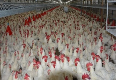 Kümes hayvancılığı üretimi verileri açıklandı