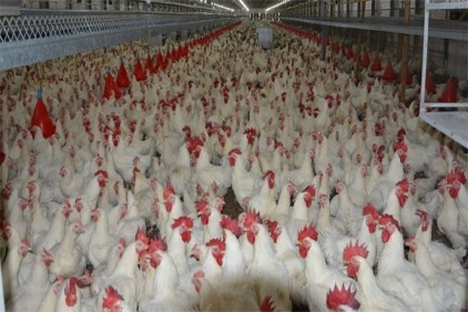 Kümes hayvancılığı üretimi verileri açıklandı