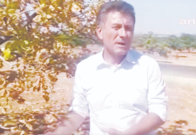 Kuraklık, 40 yaşındaki fıstık ağacını kuruttu