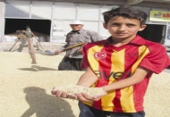 Kuraklık, arpa fiyatlarının yükselmesine neden oldu