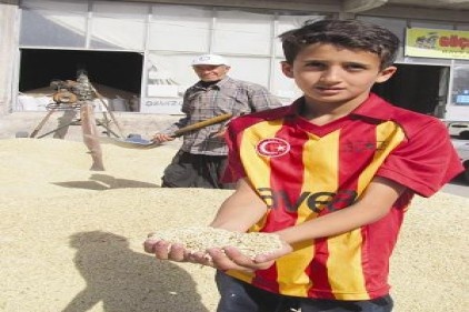 Kuraklık, arpa fiyatlarının yükselmesine neden oldu