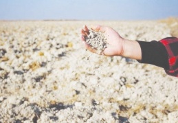 Kuraklık arpa ve buğdayı vurdu, ithalatta rekor kırılacak