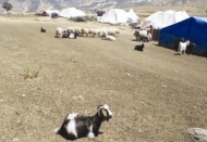 Kuraklık hayvan üreticilerini de etkiledi